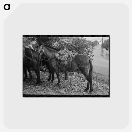 アートポストカード-Mule Train, Ouray, Colorado
 - ラッセル リー Postcard.