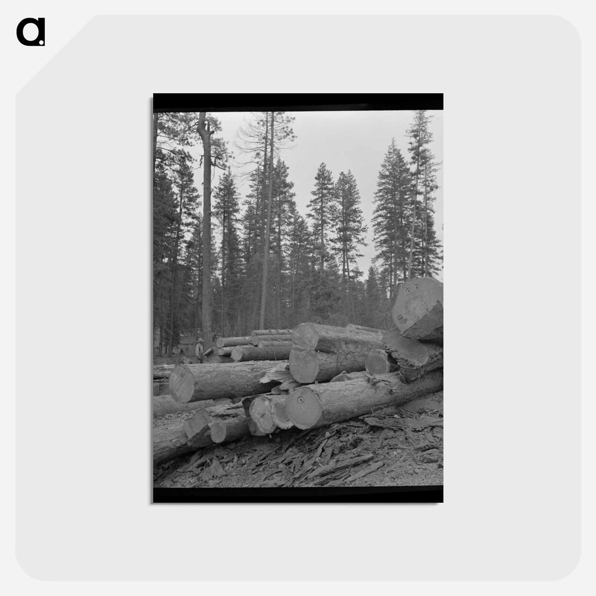 アートポストカード-Logs in Malheur National Forest
 - ラッセル リー Postcard.