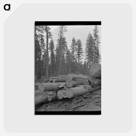 アートポストカード-Logs in Malheur National Forest
 - ラッセル リー Postcard.
