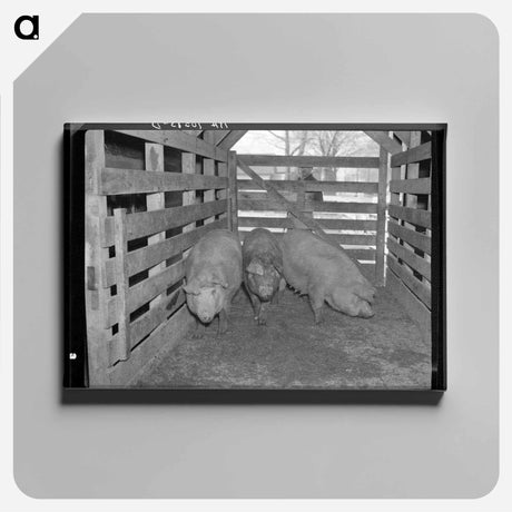 アートパネル-Sows on Scales
 - ラッセル リー Canvas.