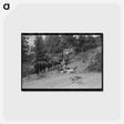 アートポストカード-Sheepherder and Horses, Ouray County
 - ラッセル リー Postcard.