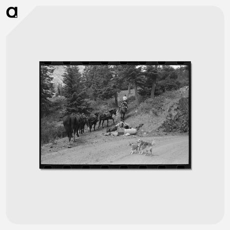 アートポストカード-Sheepherder and Horses, Ouray County
 - ラッセル リー Postcard.
