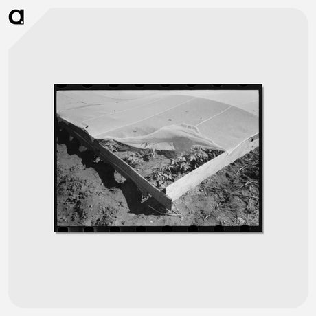 アートポストカード-Corner of Frame Garden
 - ラッセル リー Postcard.