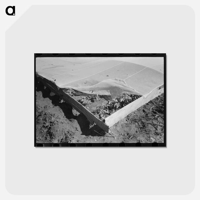 アートポストカード-Corner of Frame Garden
 - ラッセル リー Postcard.