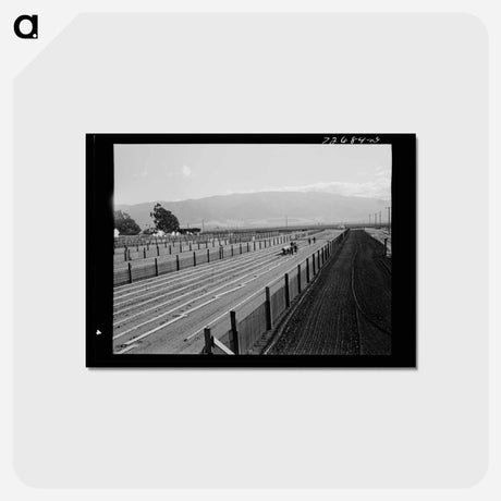 アートポストカード-Guayule Nursery
 - ラッセル リー Postcard.