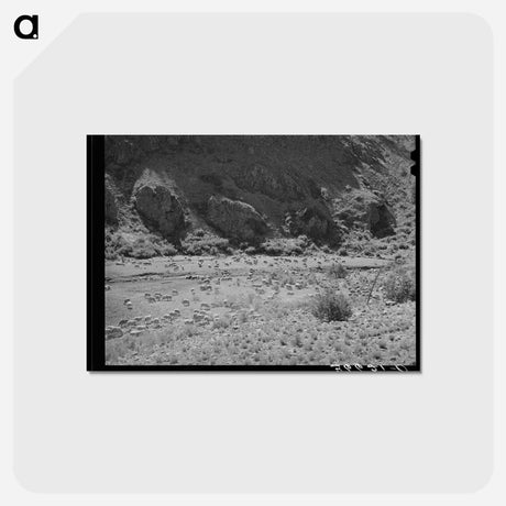 アートポストカード-Sheep on the Range
 - ラッセル リー Postcard.