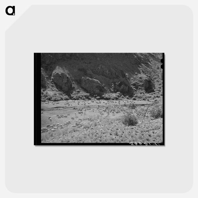 アートポストカード-Sheep on the Range
 - ラッセル リー Postcard.