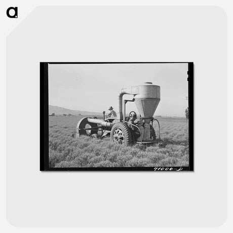 アートポストカード-Gathering Guayule Seed
 - ラッセル リー Postcard.