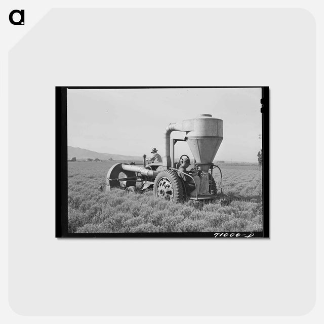 アートポストカード-Gathering Guayule Seed
 - ラッセル リー Postcard.
