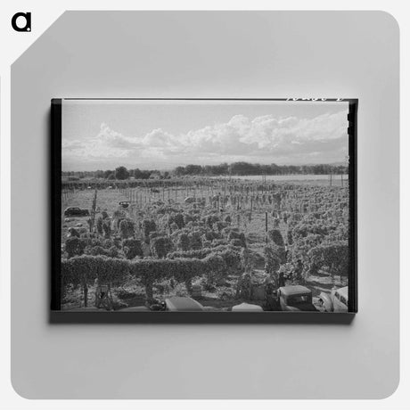 アートパネル-Hop Field, Yakima County
 - ラッセル リー Canvas.