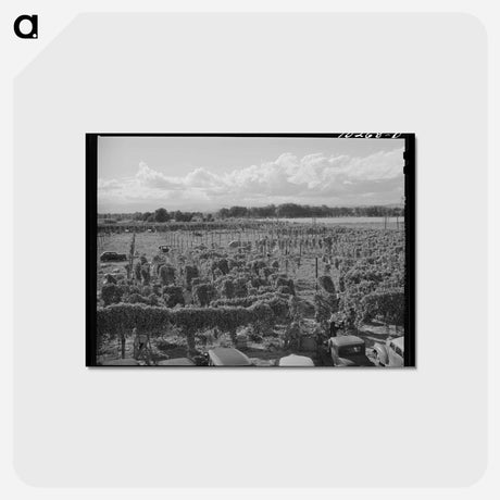 アートポストカード-Hop Field, Yakima County
 - ラッセル リー Postcard.