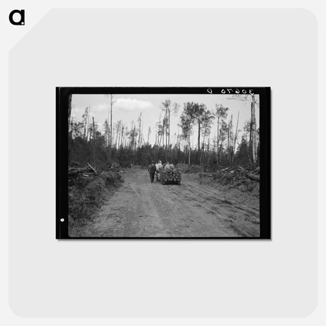 アートポストカード-Lumber Camp Pulpwood
 - ラッセル リー Postcard.
