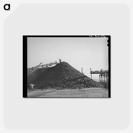 アートポストカード-Sugar Beet Pile
 - ラッセル リー Postcard.