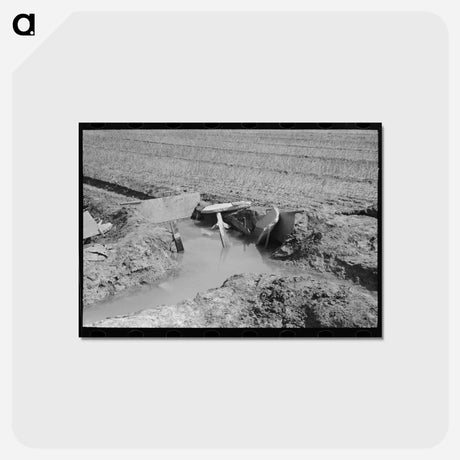 アートポストカード-Onion Field Irrigation
 - ラッセル リー Postcard.