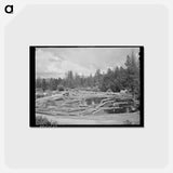 アートポストカード-Logs in Pond
 - ラッセル リー Postcard.