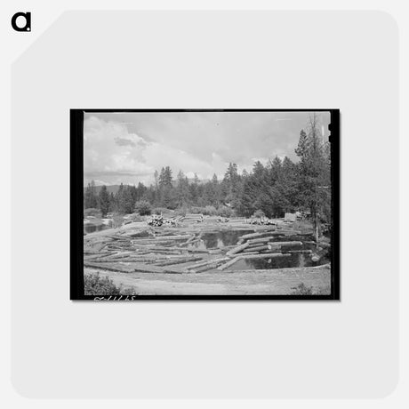 アートポストカード-Logs in Pond
 - ラッセル リー Postcard.