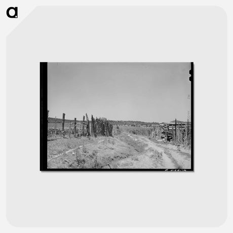 アートポストカード-Chamisal, New Mexico
 - ラッセル リー Postcard.