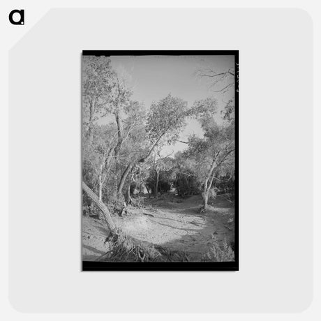 アートポストカード-Road Through the Woods, Pie Town
 - ラッセル リー Postcard.