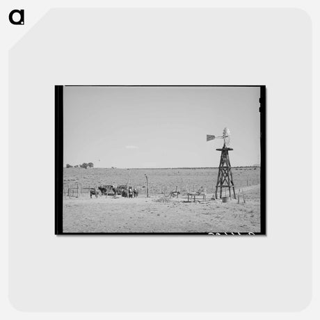アートポストカード-Beef Cattle and Windmill
 - ラッセル リー Postcard.