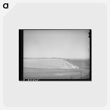 アートポストカード-Wheat Field, Eureka Flats
 - ラッセル リー Postcard.