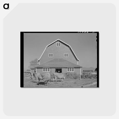 アートポストカード-Hip Barn and Cattle
 - ラッセル リー Postcard.