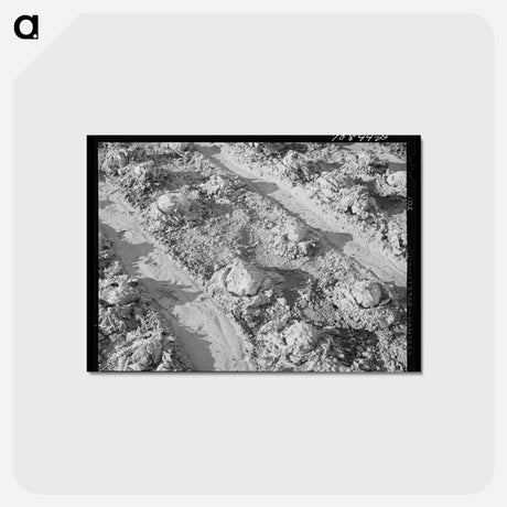 アートポストカード-Rotting Lettuce, Canyon County
 - ラッセル リー Postcard.