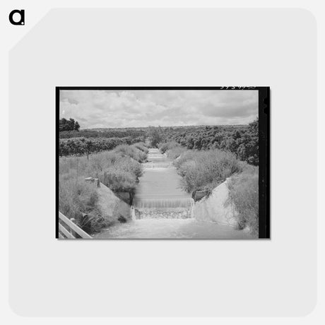 アートポストカード-Lateral Irrigation Ditch in Orchard
 - ラッセル リー Postcard.
