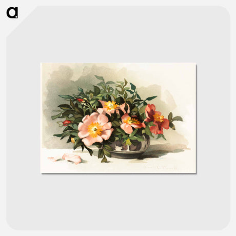 アートポストカード-Wild Azaleas and Wild Roses
 - ボストン公共図書館 Postcard.