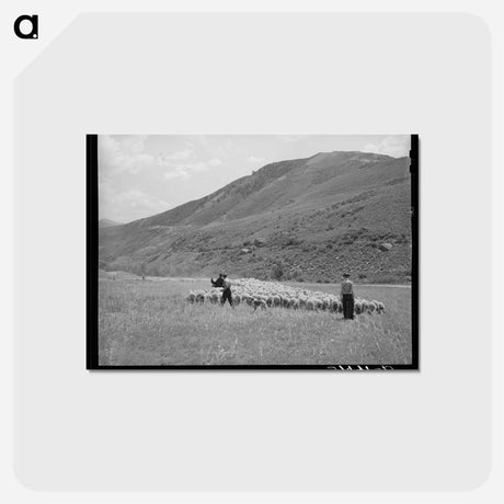 アートポストカード-Driving Fat Lambs to Cimarron
 - ラッセル リー Postcard.