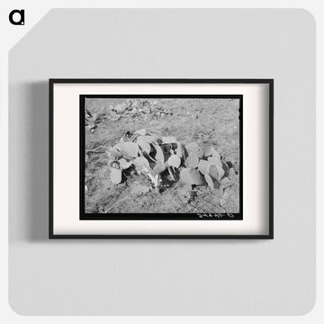 Prickly Pears, Tom Green County
 - ラッセル リー Poster.