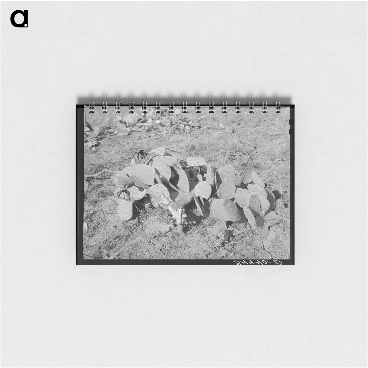 アートメモ帳-Prickly Pears, Tom Green County
 - ラッセル リー Memo.