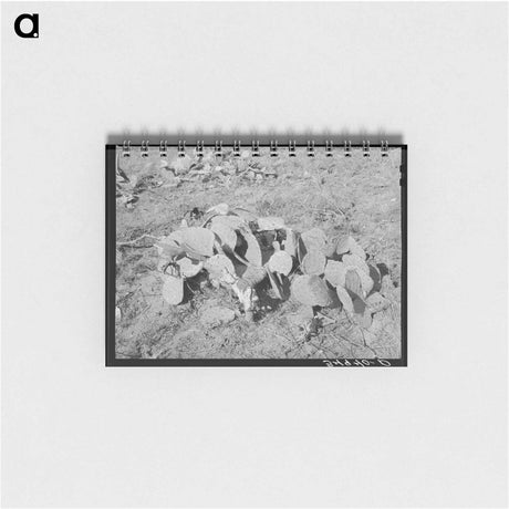 アートメモ帳-Prickly Pears, Tom Green County
 - ラッセル リー Memo.