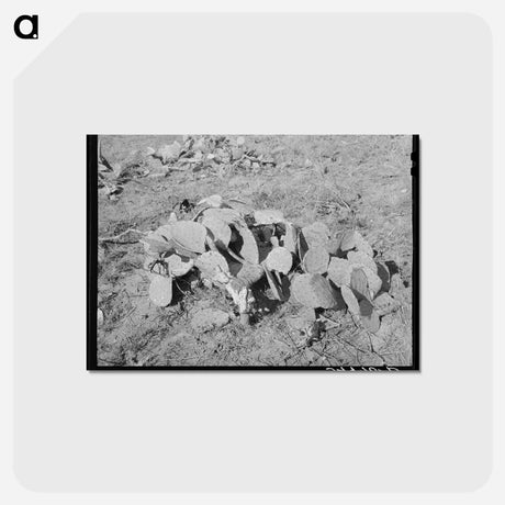 アートポストカード-Prickly Pears, Tom Green County
 - ラッセル リー Postcard.