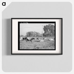 アートポスター-Dairy Herd, Mineral King Farm
 - ラッセル リー Poster.
