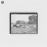 アートメモ帳-Dairy Herd, Mineral King Farm
 - ラッセル リー Memo.