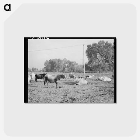 アートポストカード-Dairy Herd, Mineral King Farm
 - ラッセル リー Postcard.