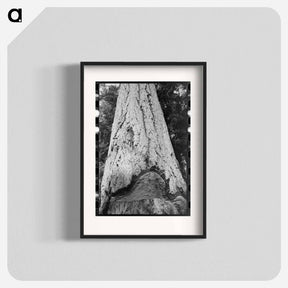 アートポスター-Fir Tree Trunk
 - ラッセル リー Poster.