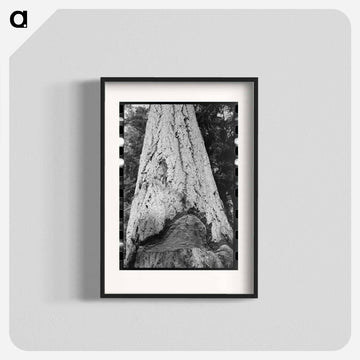 Fir Tree Trunk
 - ラッセル リー Poster.