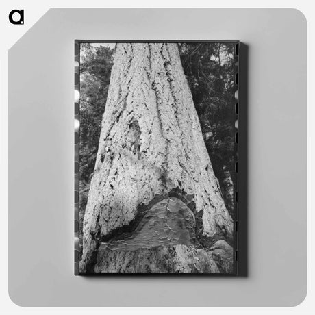 アートパネル-Fir Tree Trunk
 - ラッセル リー Canvas.