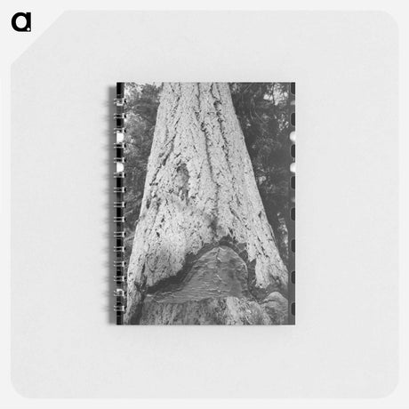 アートメモ帳-Fir Tree Trunk
 - ラッセル リー Memo.