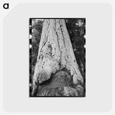 アートポストカード-Fir Tree Trunk
 - ラッセル リー Postcard.