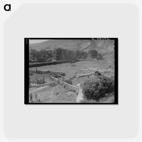 アートポストカード-Driving Fat Lambs
 - ラッセル リー Postcard.