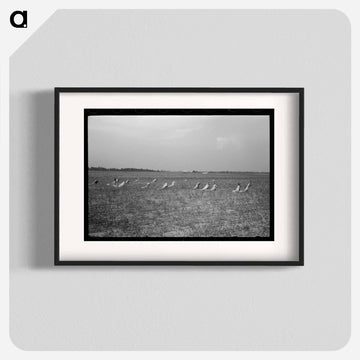 Picking Cotton
 - ラッセル リー Poster.