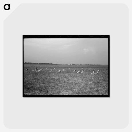 アートポストカード-Picking Cotton
 - ラッセル リー Postcard.
