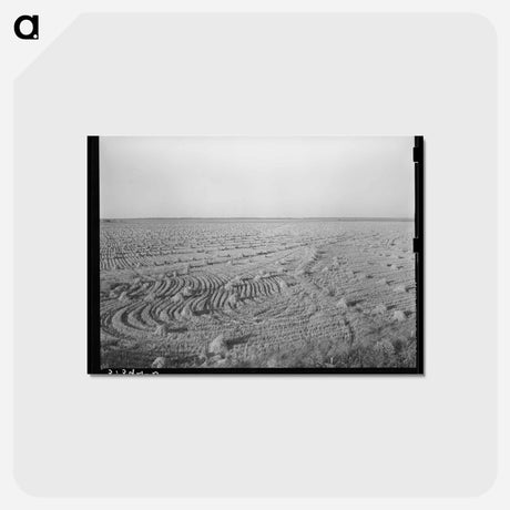 アートポストカード-Rice Field Near Crowley
 - ラッセル リー Postcard.