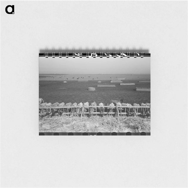 アートメモ帳-Mass Feeding of Cows
 - ラッセル リー Memo.