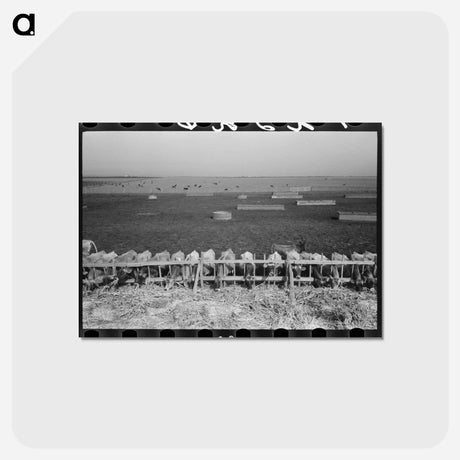アートポストカード-Mass Feeding of Cows
 - ラッセル リー Postcard.
