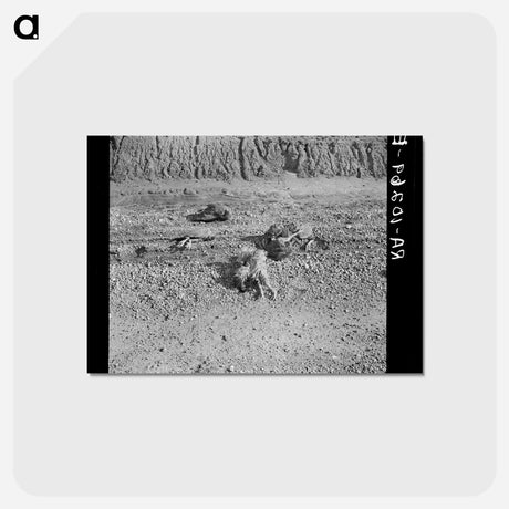 アートポストカード-Flood-Drowned Chickens
 - ラッセル リー Postcard.