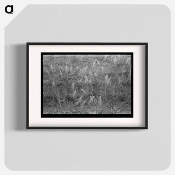 Burned Out Wheat
 - ラッセル リー Poster.