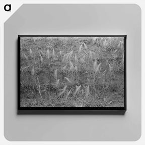 アートパネル-Burned Out Wheat
 - ラッセル リー Canvas.